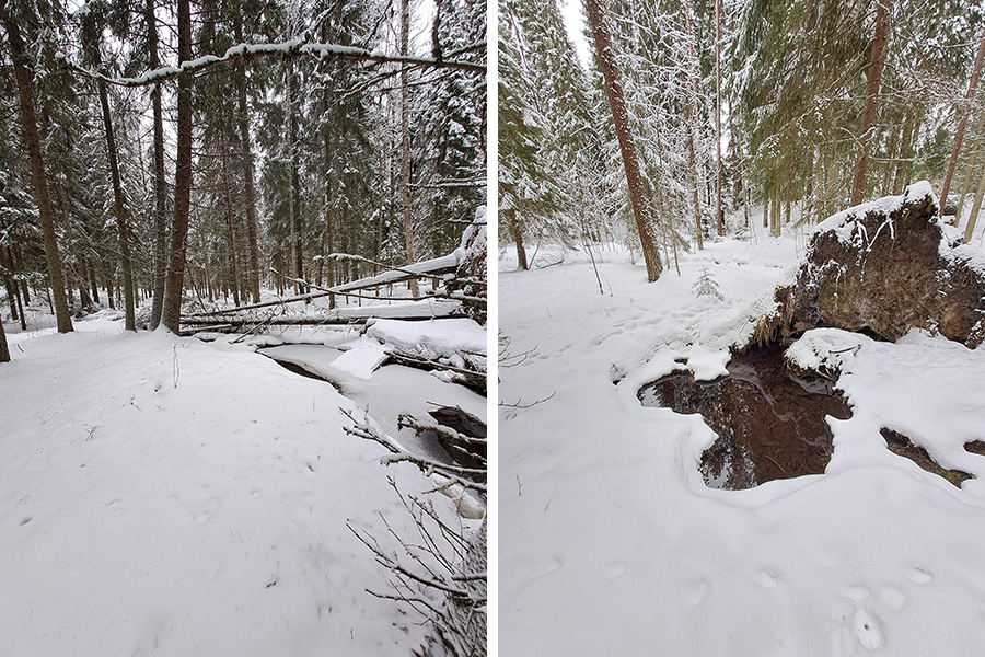 Kaatuneita puita lumisessa maastossa Kirkkoluomassa