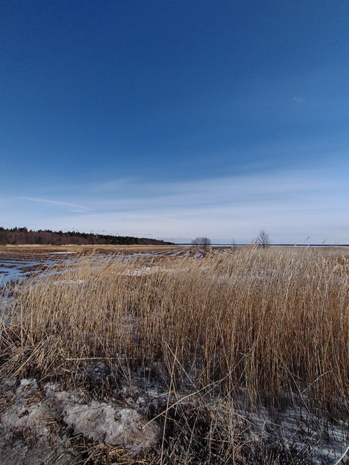 Riitsaranlahden järviruovikko talvella.